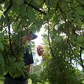 Custard apple tree